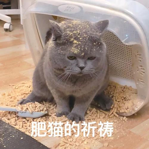 澳彩77749.cσm查询开奖和肥猫一年多减重16斤与肥猫一年多减重16斤正常吗