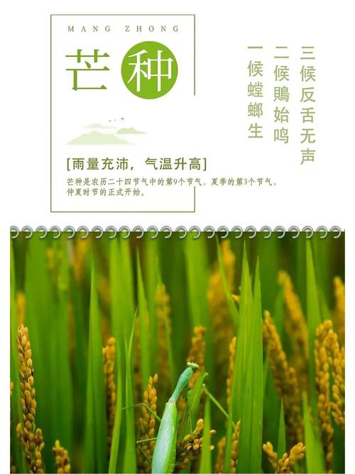 新澳今天最新资料大全和17时57分将迎来芒种与2017年芒种是几点